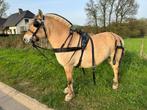 Ideal tuig, Dieren en Toebehoren, Paarden en Pony's | Hoofdstellen en Tuigage, Overige soorten, Gebruikt, Ophalen of Verzenden