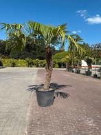 Winterharde Palmboom Trachycarpus Fortunei 240cm, Bloeit niet, 100 tot 250 cm, Palmboom, Ophalen