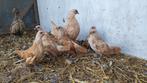 Trio jonge sebright., Dieren en Toebehoren, Pluimvee, Meerdere dieren, Kip