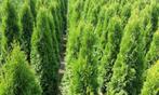 Mooie thuja brabant coniferen, In pot, Bloeit niet, Halfschaduw, 100 tot 250 cm