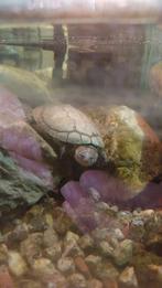 Koppel gezonde moeras schildpadden, Dieren en Toebehoren, Reptielen en Amfibieën | Toebehoren, Ophalen, Overige typen