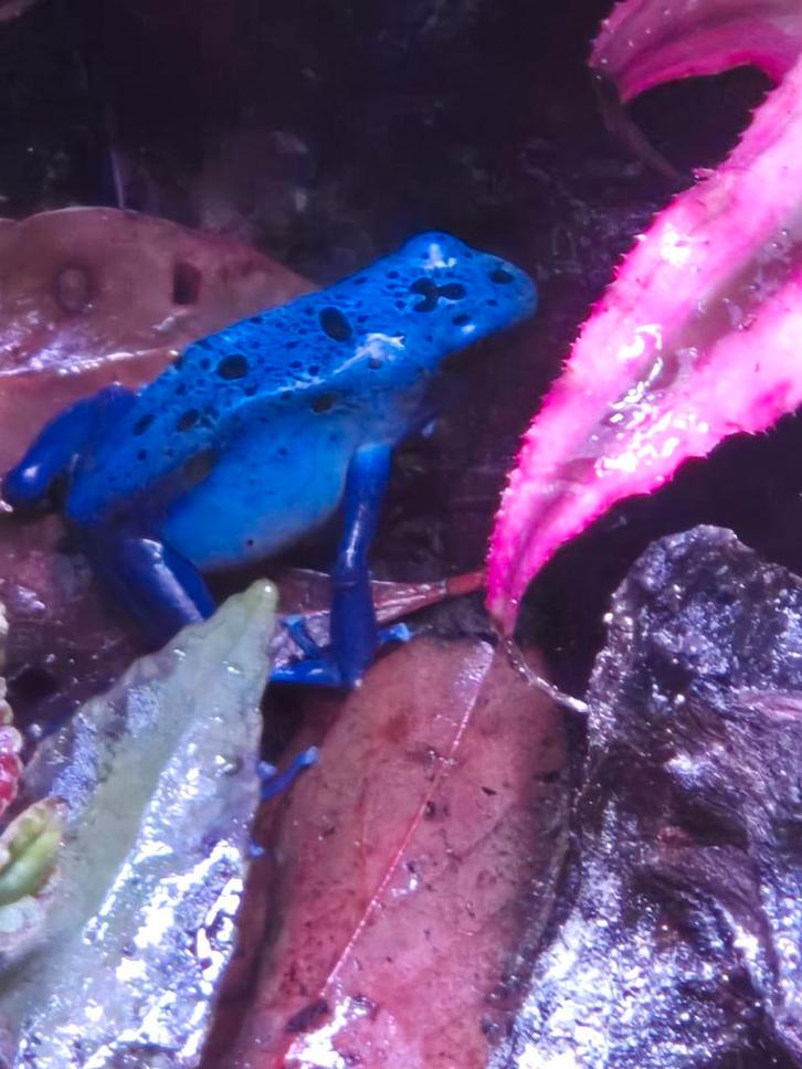 Dendrobates tinctorius azureus