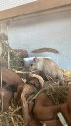(Spoed weg) mannetje gerbil, Ophalen, Zo goed als nieuw, Minder dan 75 cm, Minder dan 60 cm
