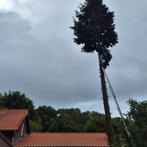 Gratis bomen omzagen, snoeien & boomstronk. Tuinman/hovenier, Diensten en Vakmensen, Tuinmannen en Stratenmakers, Garantie, Tuinontwerp