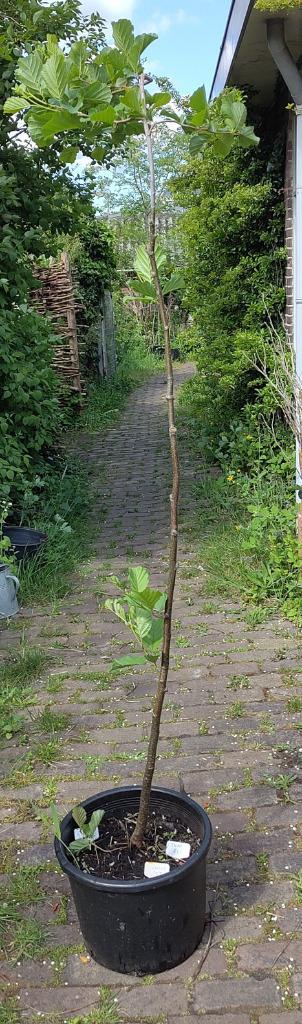 Tuin = Boom - Zwarte Els - Alnus glutinosa - 200cm           beschikbaar voor biedingen