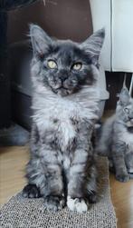 Maine Coon kittens, Meerdere dieren, Ontwormd, 0 tot 2 jaar