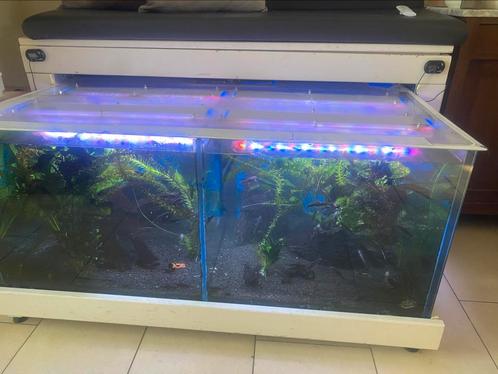 Dubbele Gara Ruffa bak, ‘voeten visjes’, Dieren en Toebehoren, Vissen | Aquaria en Toebehoren, Gebruikt, Gevuld zoetwateraquarium
