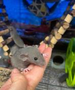 Jonge tamme vrouwtjes dwergratten ( fokker, geen groothandel, Dieren en Toebehoren, Rat, Juli, Vrouwelijk, Tam
