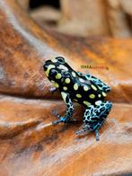 Ranitomeya soorten beschikbaar!, Amfibie, 0 tot 2 jaar