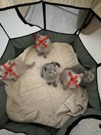 Gezonde/Schattige Britse Korthaar, Dieren en Toebehoren, Katten en Kittens | Raskatten | Korthaar, Meerdere dieren, Ontwormd, 0 tot 2 jaar