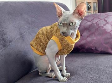 Trui kattenkleding Sphynx HANDMADE Rex kat kitten poes beschikbaar voor biedingen