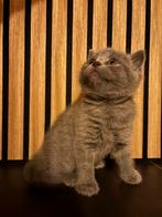 Britse korthaar kittens zoeken hun forever home, Dieren en Toebehoren, Katten en Kittens | Raskatten | Korthaar, Meerdere dieren