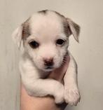 Boomer x chihuahua pup teefje, Overige rassen, CDV (hondenziekte), 8 tot 15 weken, Teef