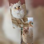 Nestje verwacht Siberische Neva Masquerade kittens, Dieren en Toebehoren, Katten en Kittens | Raskatten | Langhaar, Meerdere dieren