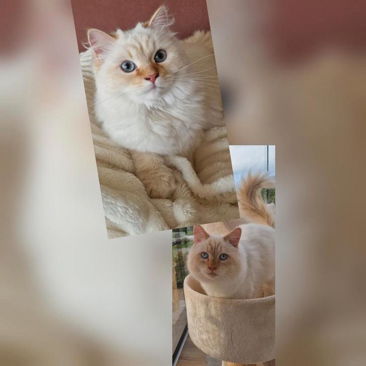 Nestje verwacht Siberische Neva Masquerade kittens, Dieren en Toebehoren, Katten en Kittens | Raskatten | Langhaar, Meerdere dieren