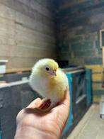 Brahma kuikens te koop, Meerdere dieren, Kip