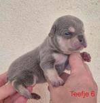 Franse bulldog pups, CDV (hondenziekte), 8 tot 15 weken, Bulldog, Meerdere
