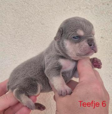 Franse bulldog pups  beschikbaar voor biedingen