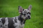 Franse bulldog pups, Rabiës (hondsdolheid), 15 weken tot 1 jaar, Buitenland, Bulldog