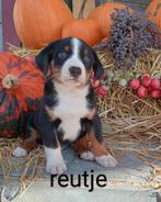 Appenzeller Sennen pups, Dieren en Toebehoren, Honden | Herdershonden en Veedrijvers, Overige rassen, 8 tot 15 weken, CDV (hondenziekte)