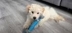 Boomer pup Teddy (13 weken) – Maltezer x Shih Tzu, Dieren en Toebehoren, Honden | Niet-rashonden, Reu, 8 tot 15 weken, Eén hond