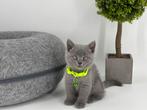 Brits Korthaar kittens / Britse Korthaar kittens, Dieren en Toebehoren, Katten en Kittens | Raskatten | Korthaar, Ontwormd