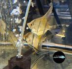 Pterophyllum Scalare Rio Nanay - Maanvis Rio Naynay, Vis, Zoetwatervis