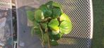 Peperomia variegata, Ophalen of Verzenden, Overige soorten, Minder dan 100 cm