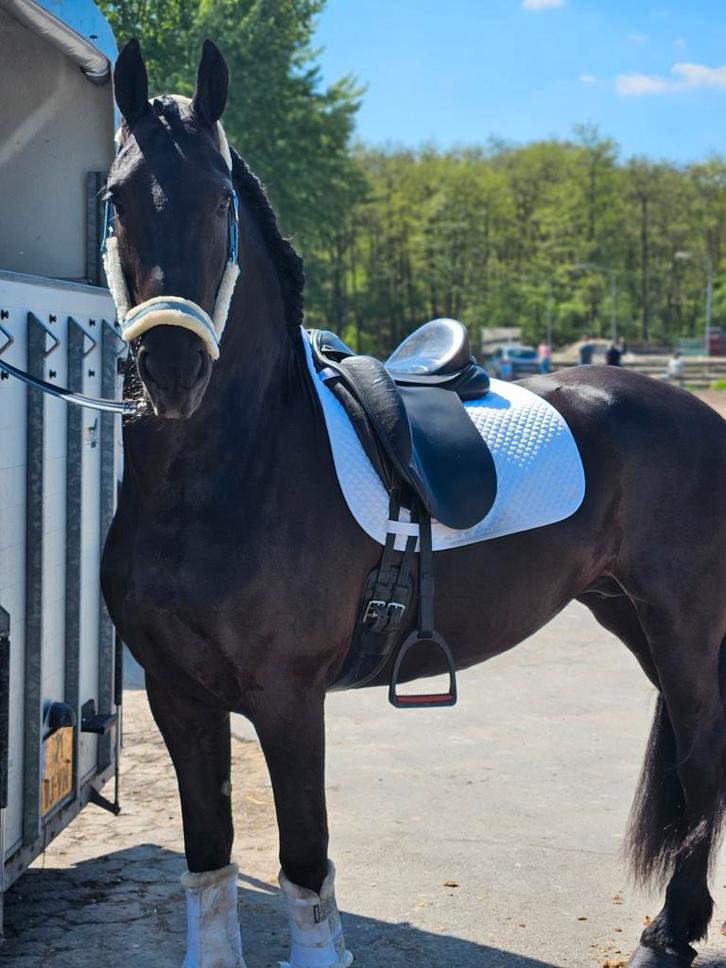 Prachtige Friese merrie te koop, Dieren en Toebehoren, Paarden, Merrie, L, 165 tot 170 cm, 7 tot 10 jaar, Dressuurpaard, Met stamboom