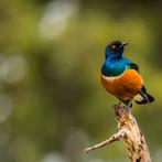 GEZOCHT KOPPEL SPREEUWEN(zie omschrijving), Dieren en Toebehoren, Meerdere dieren, Tropenvogel, Geringd
