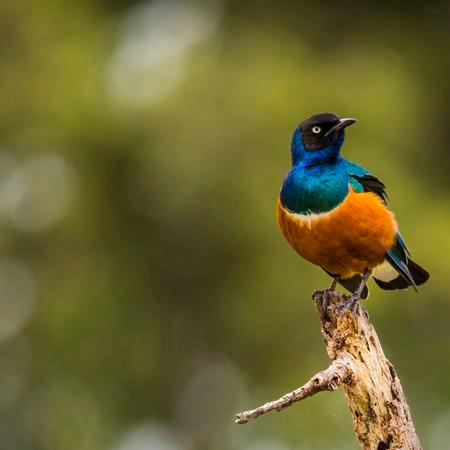 GEZOCHT KOPPEL SPREEUWEN(zie omschrijving), Dieren en Toebehoren, Vogels | Overige Vogels, Tropenvogel, Meerdere dieren, Geringd
