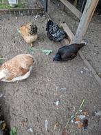 Krielkippen, Dieren en Toebehoren, Pluimvee, Vrouwelijk, Kip