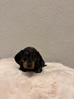 Liefdevolle dwergteckels, Parvo, 8 tot 15 weken, Korthaar, Teef