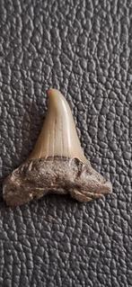 Fossiele haaientand Hastalis met pathologie, Ophalen of Verzenden, Fossiel