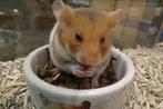 Goudhamsters hamster hamsters, Meerdere dieren, Hamster, Tam