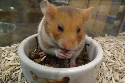 Goudhamsters hamster hamsters, Dieren en Toebehoren, Knaagdieren, Meerdere dieren, Hamster, Tam