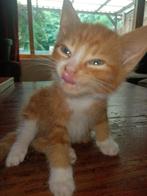Kittens te koop, Poes, Kortharig, 0 tot 2 jaar