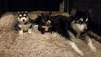 F3 Pomsky pups (mini-husky), België, Fokker | Hobbymatig, Rabiës (hondsdolheid), Overige rassen