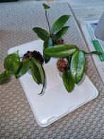 Hoya erythrina, Ophalen of Verzenden, Halfschaduw, Minder dan 100 cm