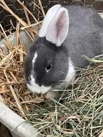 Jong konijntje voedster, Dieren en Toebehoren, Konijnen, Vrouwelijk, Middelgroot, 0 tot 2 jaar