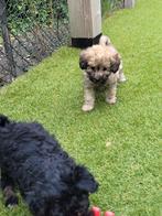 maltipoo puppies   teefjes, Dieren en Toebehoren, Honden | Chihuahua's en Gezelschapshonden, Overige rassen, 8 tot 15 weken, Teef