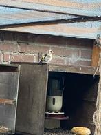 Bloem putters, Dieren en Toebehoren, Mannelijk, Overige soorten