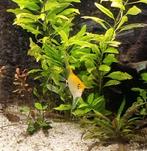Maanvis, Dieren en Toebehoren, Vis