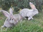 Mooie jonge Vlaamse aamse reuzen te koop, Dieren en Toebehoren, Konijnen, Meerdere dieren, Groot, 0 tot 2 jaar