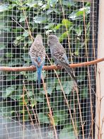 Koppel bf split bw, Meerdere dieren, Parkiet