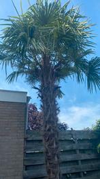 Palmzaden en zaailingen, Ophalen, Volle zon, Palmboom, Minder dan 100 cm