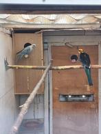Rosella parkieten, Meerdere dieren, Parkiet, Geringd