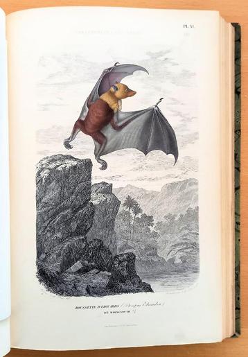 Histoire Naturelle des Mammifères 1854 Gervais - Apen beschikbaar voor biedingen