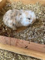 Lieve hangoorkonijntjes , mogen vanaf dit weekend weg, Meerdere dieren, Dwerg, Hangoor, 0 tot 2 jaar