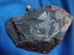 Steenkoolfossielen Piesberg, Verzamelen, Mineralen en Fossielen, Ophalen of Verzenden, Fossiel